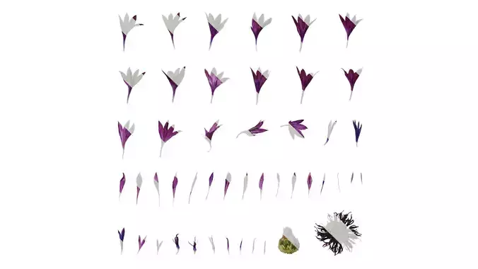 Anydrafts Centaurea cyanus Flower 04