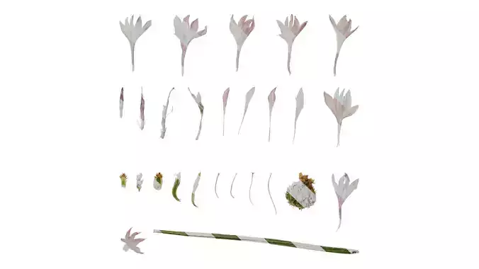 Anydrafts Centaurea cyanus Flower 05