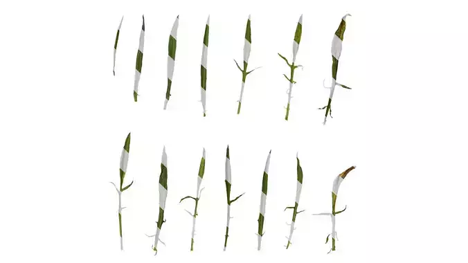 Anydrafts Centaurea cyanus Leaf 01