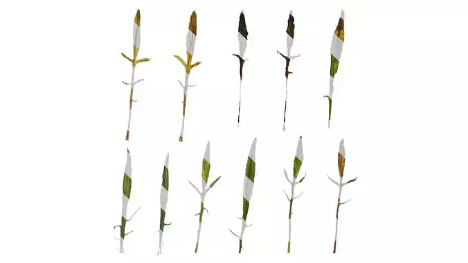 Anydrafts Centaurea cyanus Leaf 02