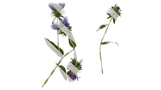 Anydrafts Centaurea cyanus blue diadem Atlas 01 Texture
