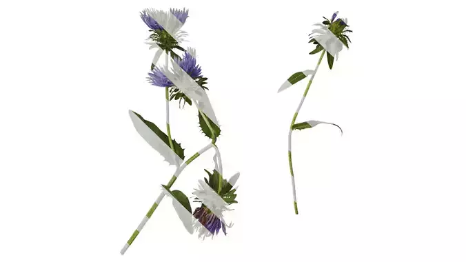 Anydrafts Centaurea cyanus blue diadem Atlas 01