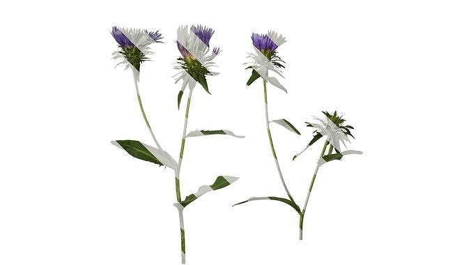 Anydrafts Centaurea cyanus blue diadem Atlas 02 Texture