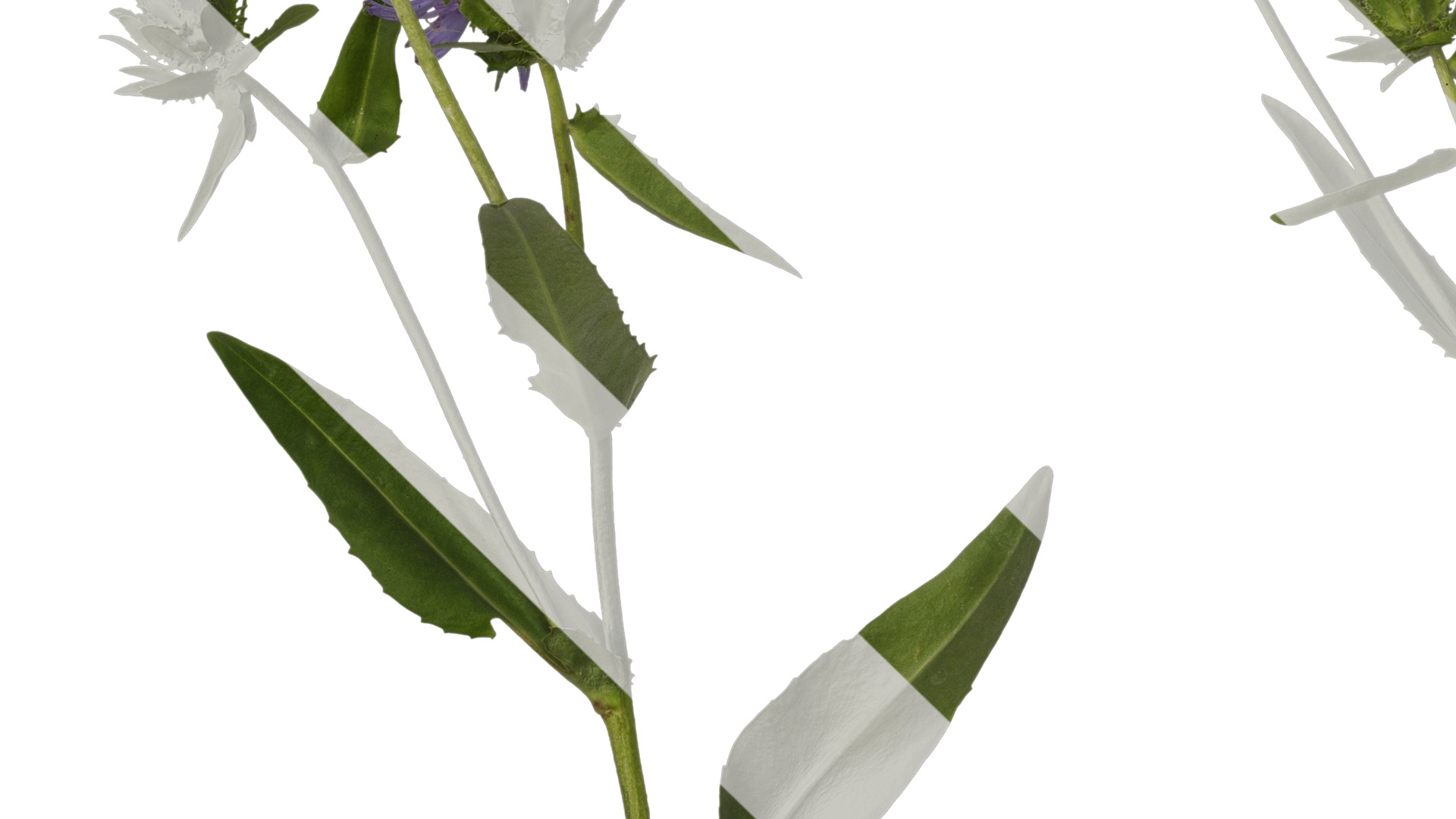 Anydrafts Centaurea cyanus blue diadem Atlas 03 Texture_3