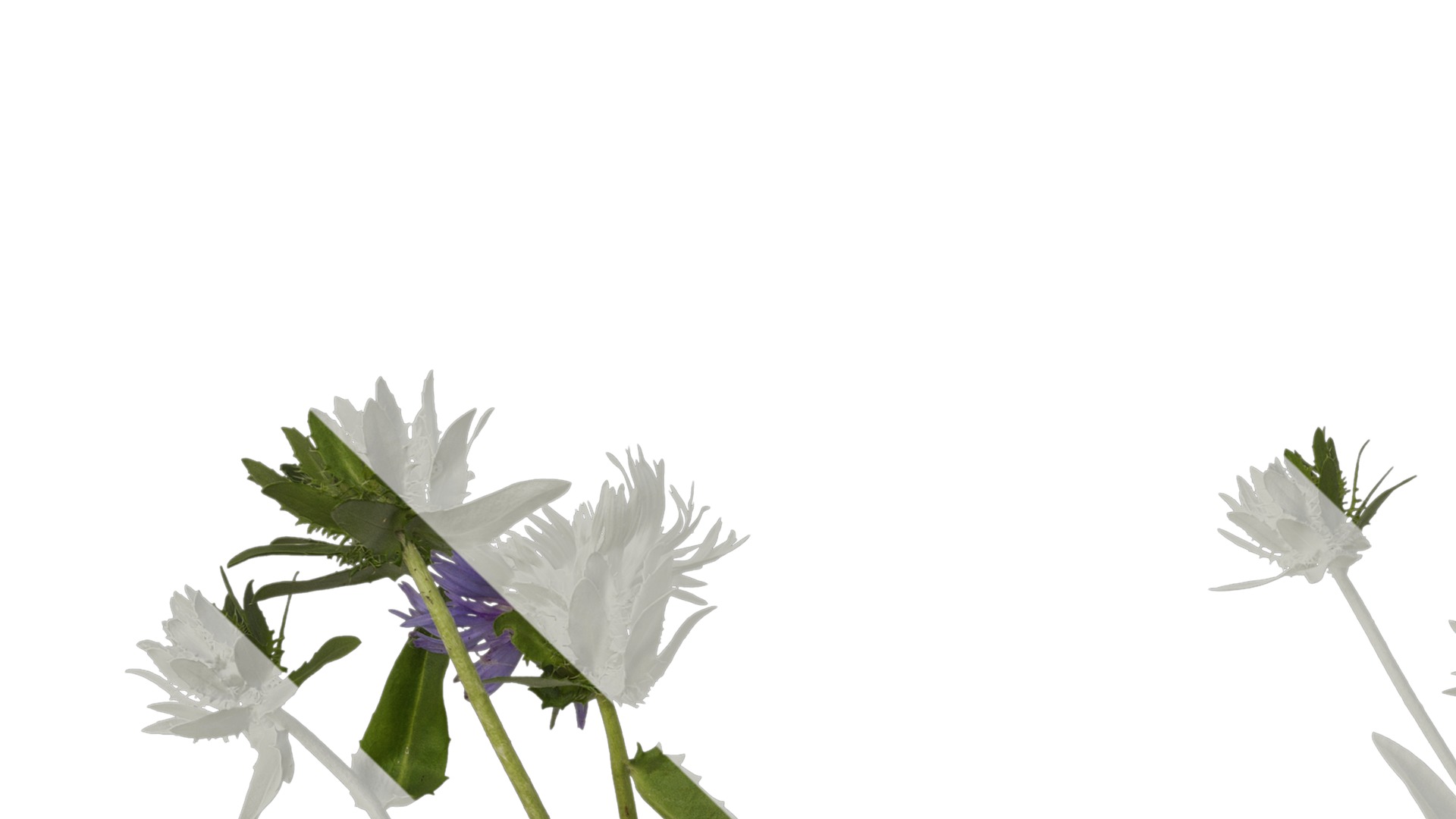 Anydrafts Centaurea cyanus blue diadem Atlas 03 Texture_1