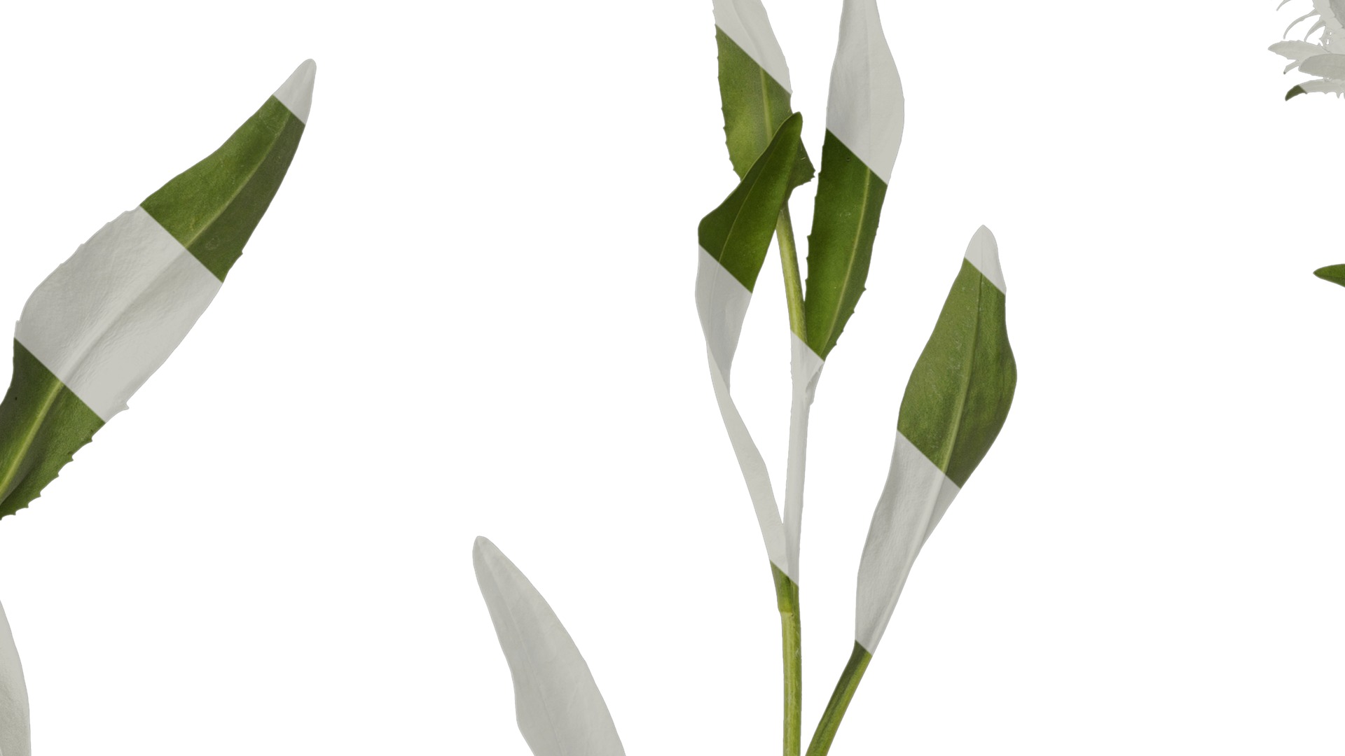 Anydrafts Centaurea cyanus blue diadem Atlas 03 Texture_7