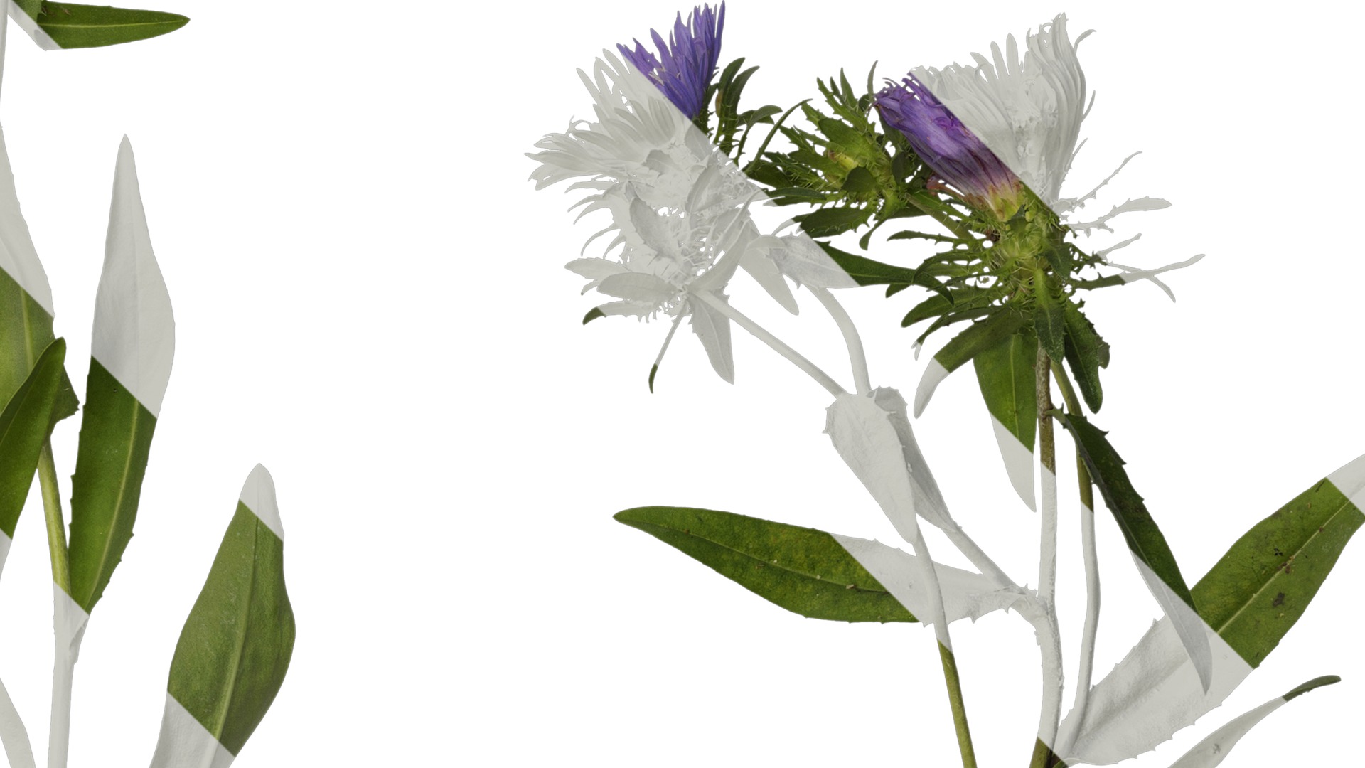 Anydrafts Centaurea cyanus blue diadem Atlas 03 Texture_4