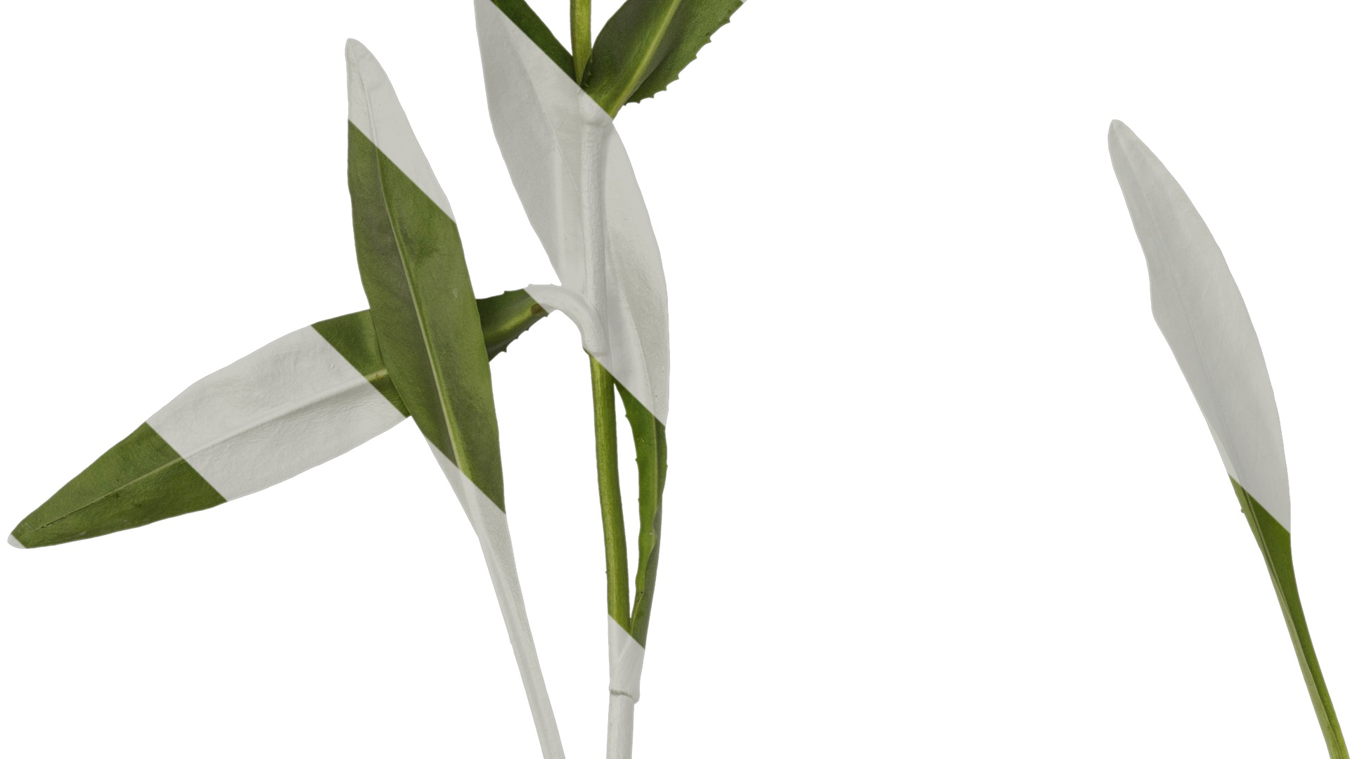 Anydrafts Centaurea cyanus blue diadem Atlas 03 Texture_5