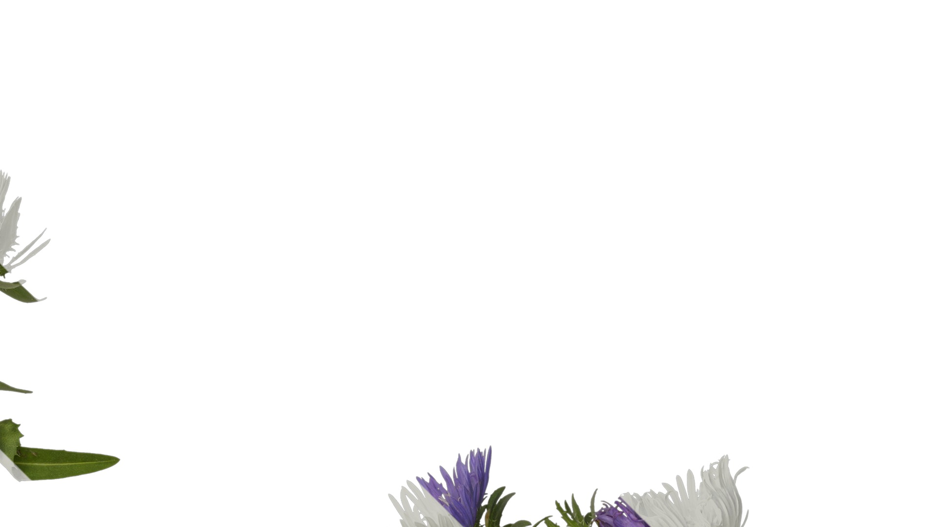 Anydrafts Centaurea cyanus blue diadem Atlas 03 Texture_2