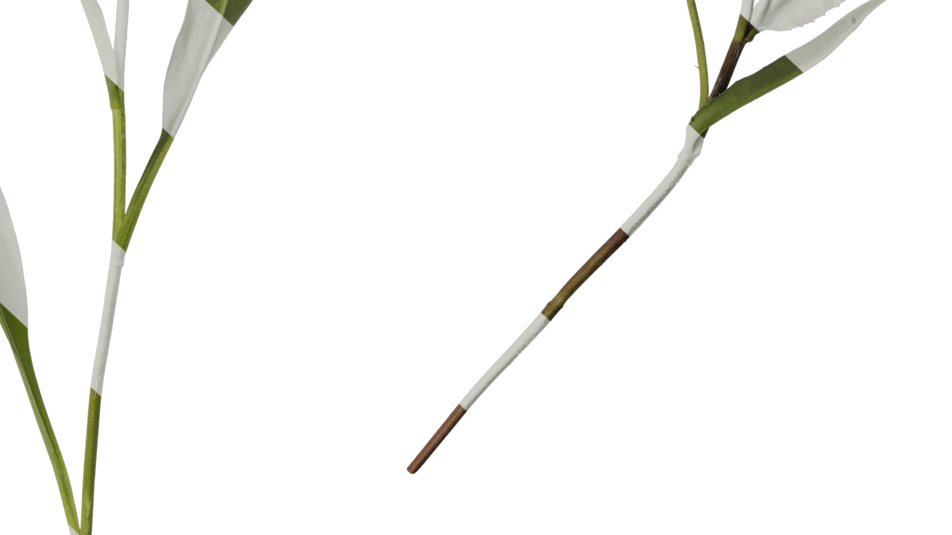 Anydrafts Centaurea cyanus blue diadem Atlas 03 Texture_6