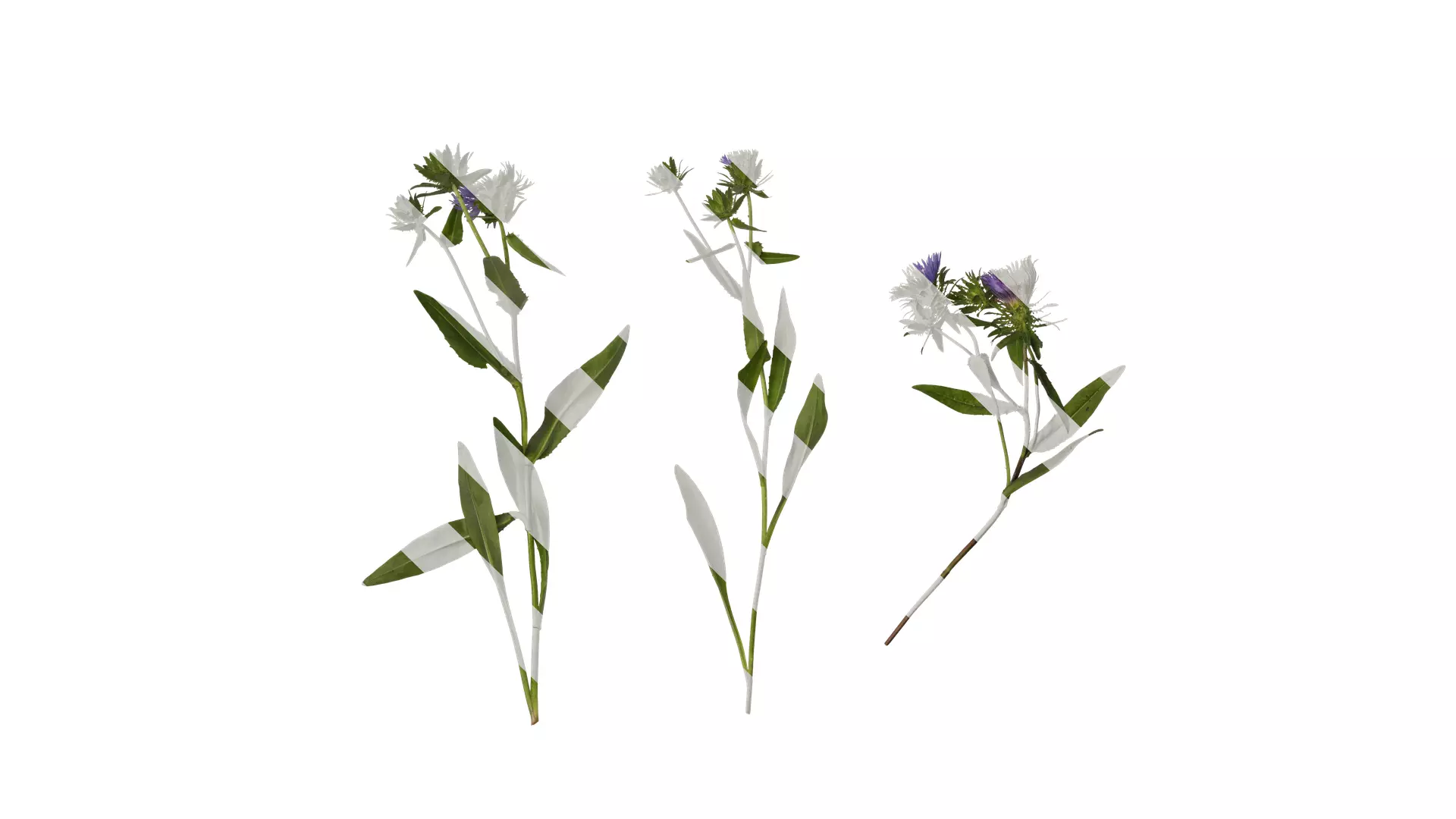 Anydrafts Centaurea cyanus blue diadem Atlas 03 Texture_0