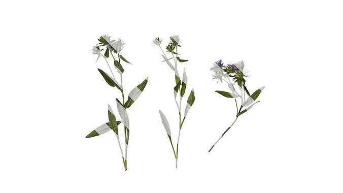 Anydrafts Centaurea cyanus blue diadem Atlas 03 Texture