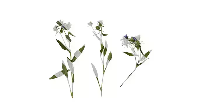 Anydrafts Centaurea cyanus blue diadem Atlas 03