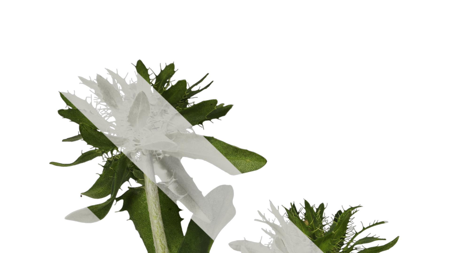 Anydrafts Centaurea cyanus blue diadem Atlas 04 Texture_1