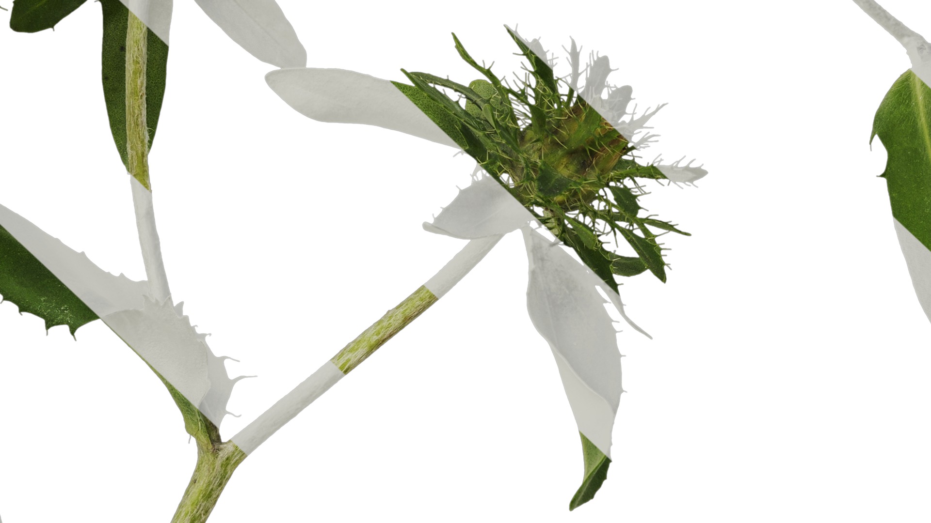 Anydrafts Centaurea cyanus blue diadem Atlas 04 Texture_7