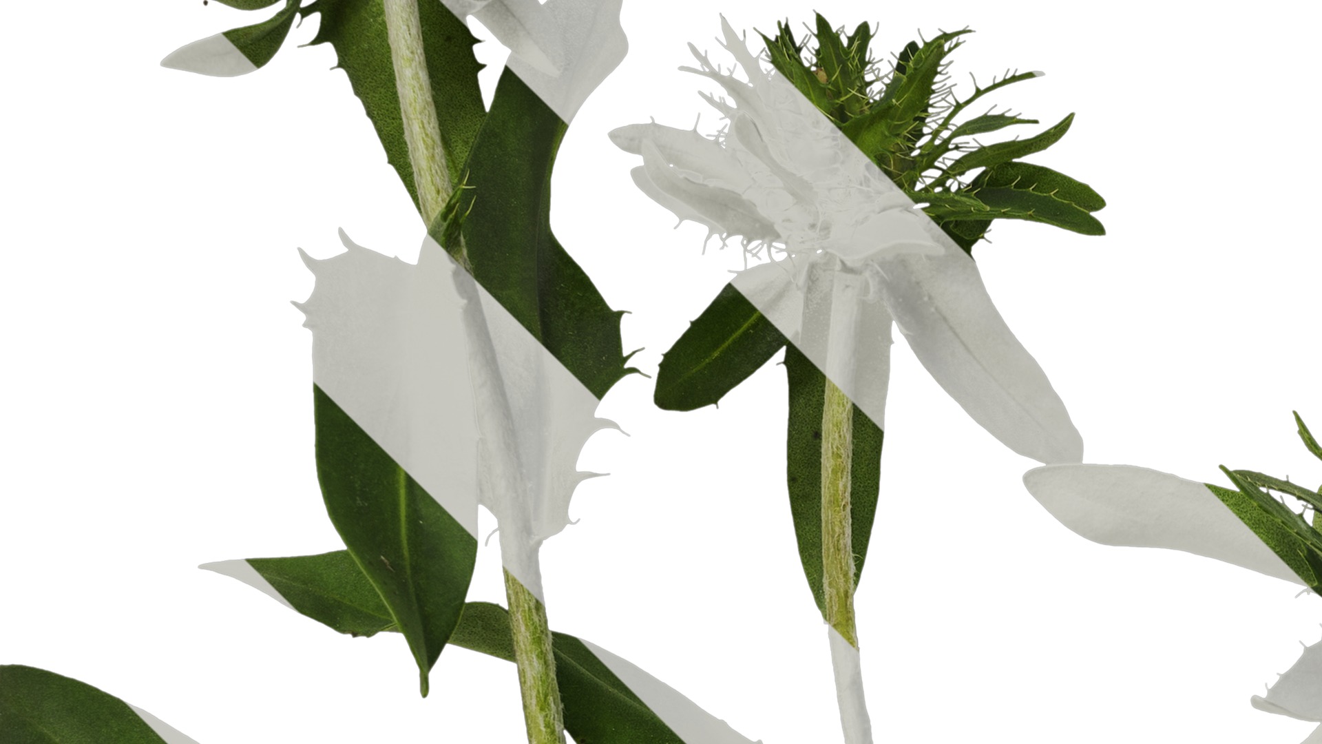 Anydrafts Centaurea cyanus blue diadem Atlas 04 Texture_3