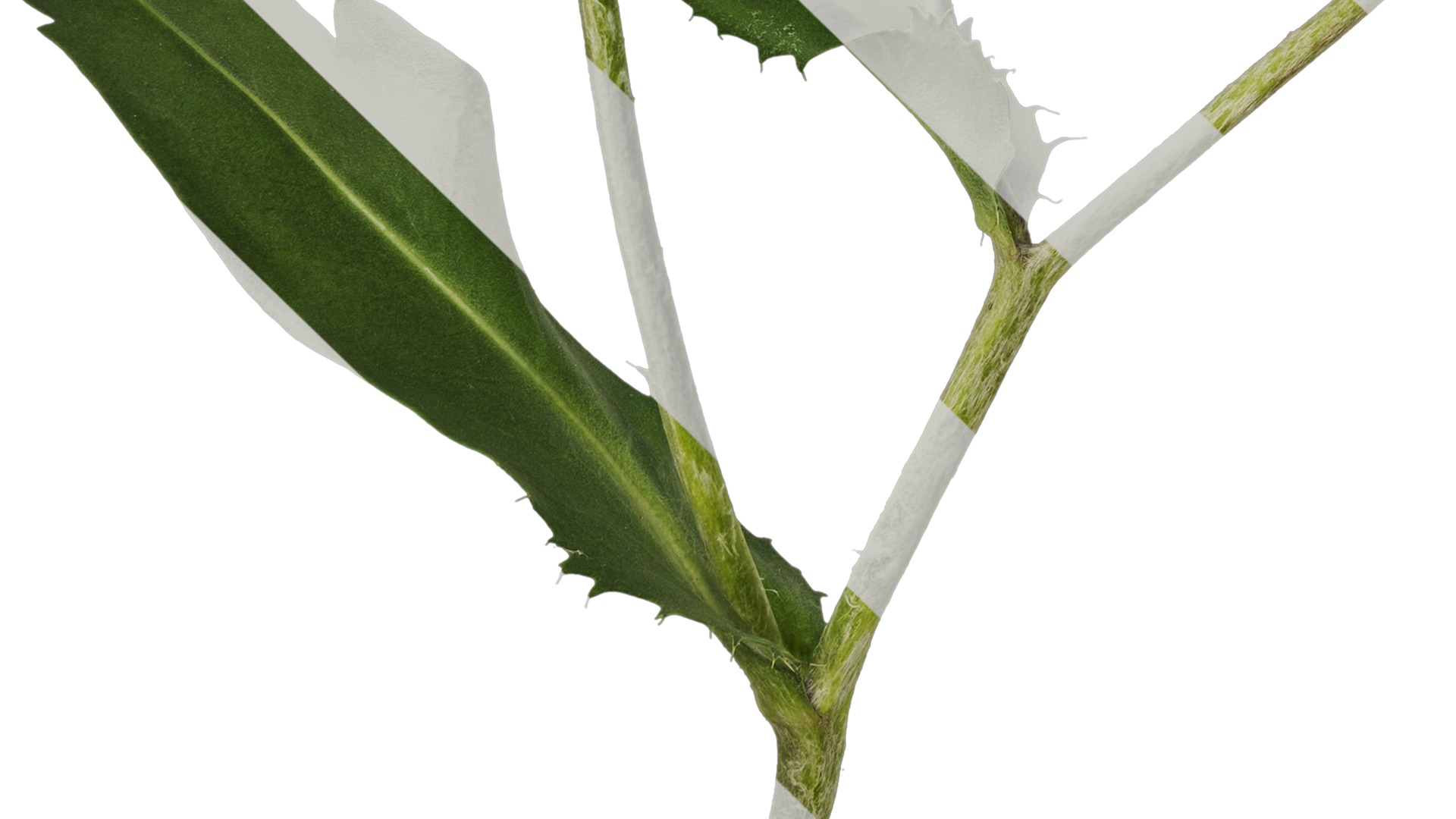 Anydrafts Centaurea cyanus blue diadem Atlas 04 Texture_5