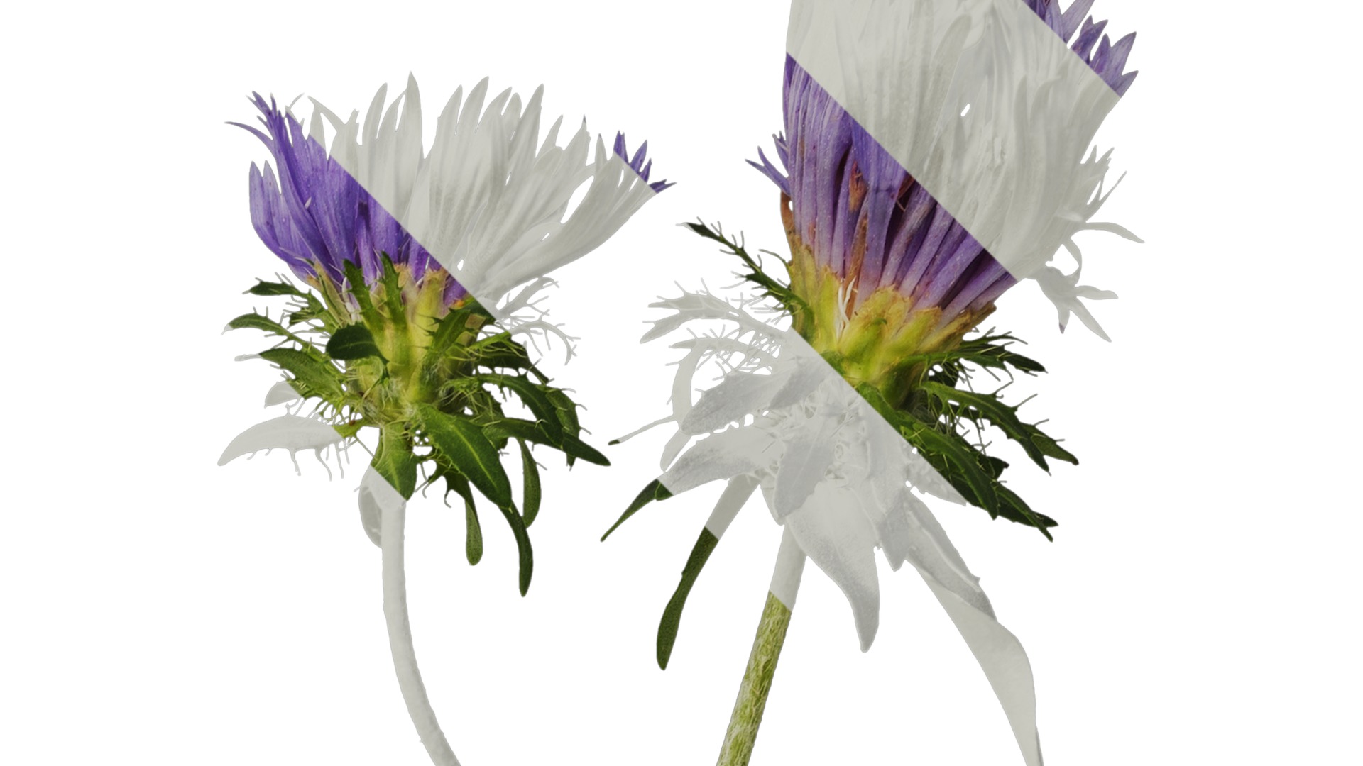 Anydrafts Centaurea cyanus blue diadem Atlas 04 Texture_2