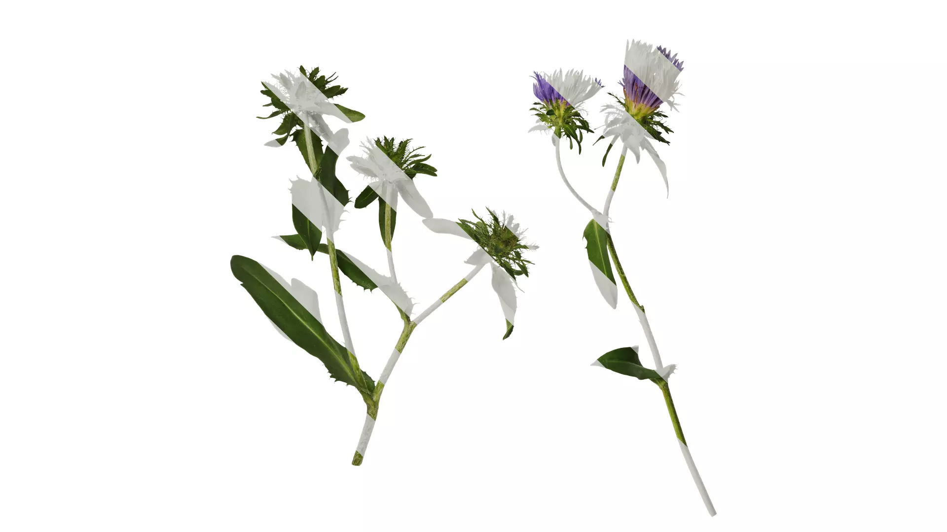 Anydrafts Centaurea cyanus blue diadem Atlas 04 Texture_0