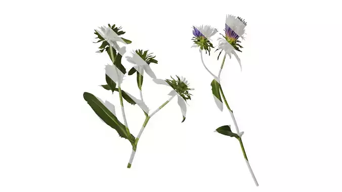 Anydrafts Centaurea cyanus blue diadem Atlas 04 Texture