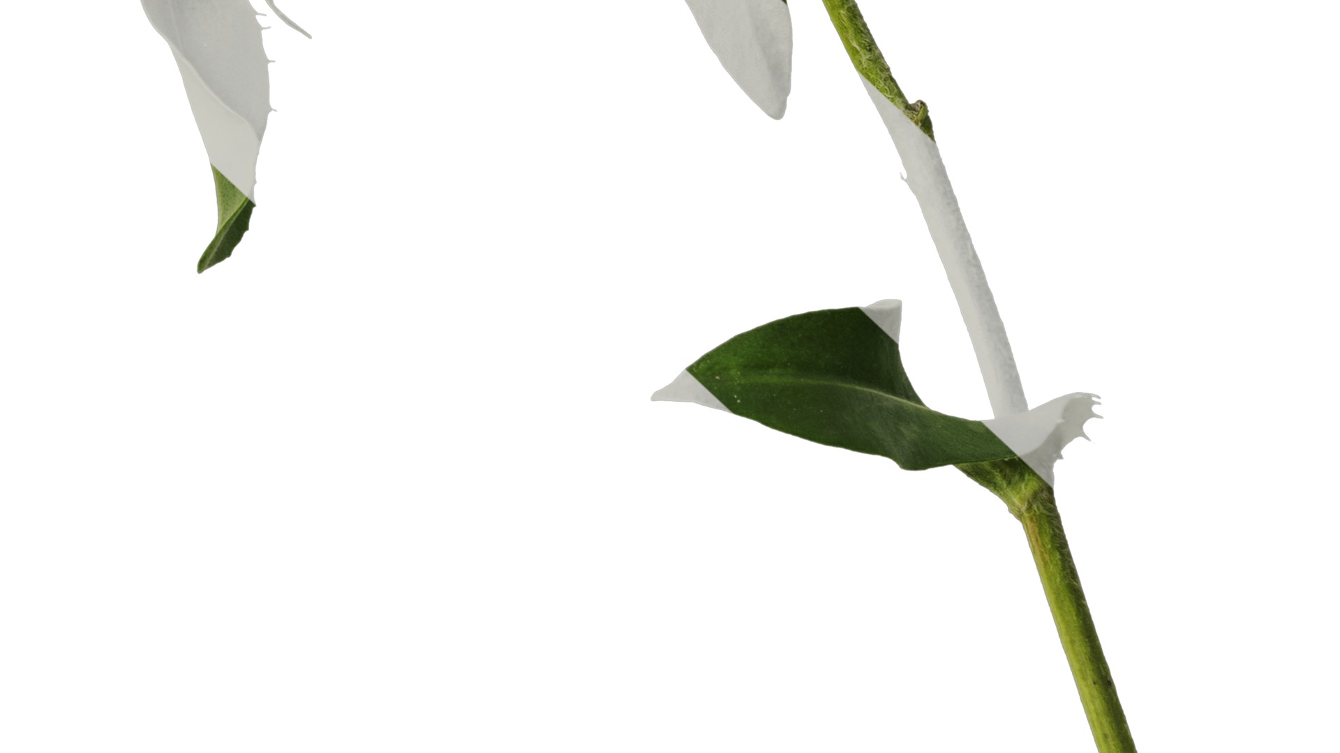 Anydrafts Centaurea cyanus blue diadem Atlas 04 Texture_6