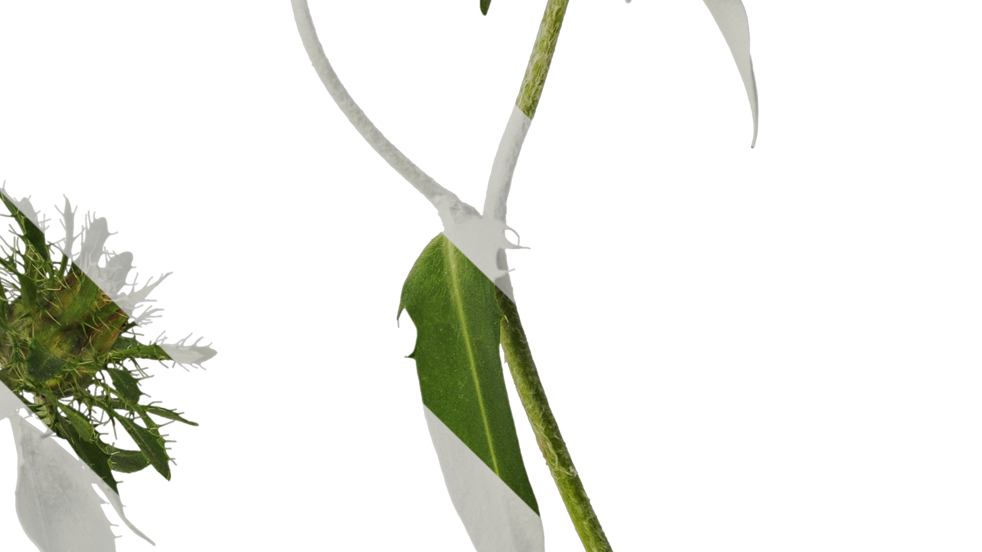 Anydrafts Centaurea cyanus blue diadem Atlas 04 Texture_4