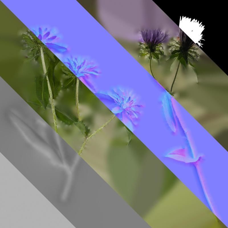 Anydrafts Centaurea cyanus blue diadem Atlas 04 Texture_8