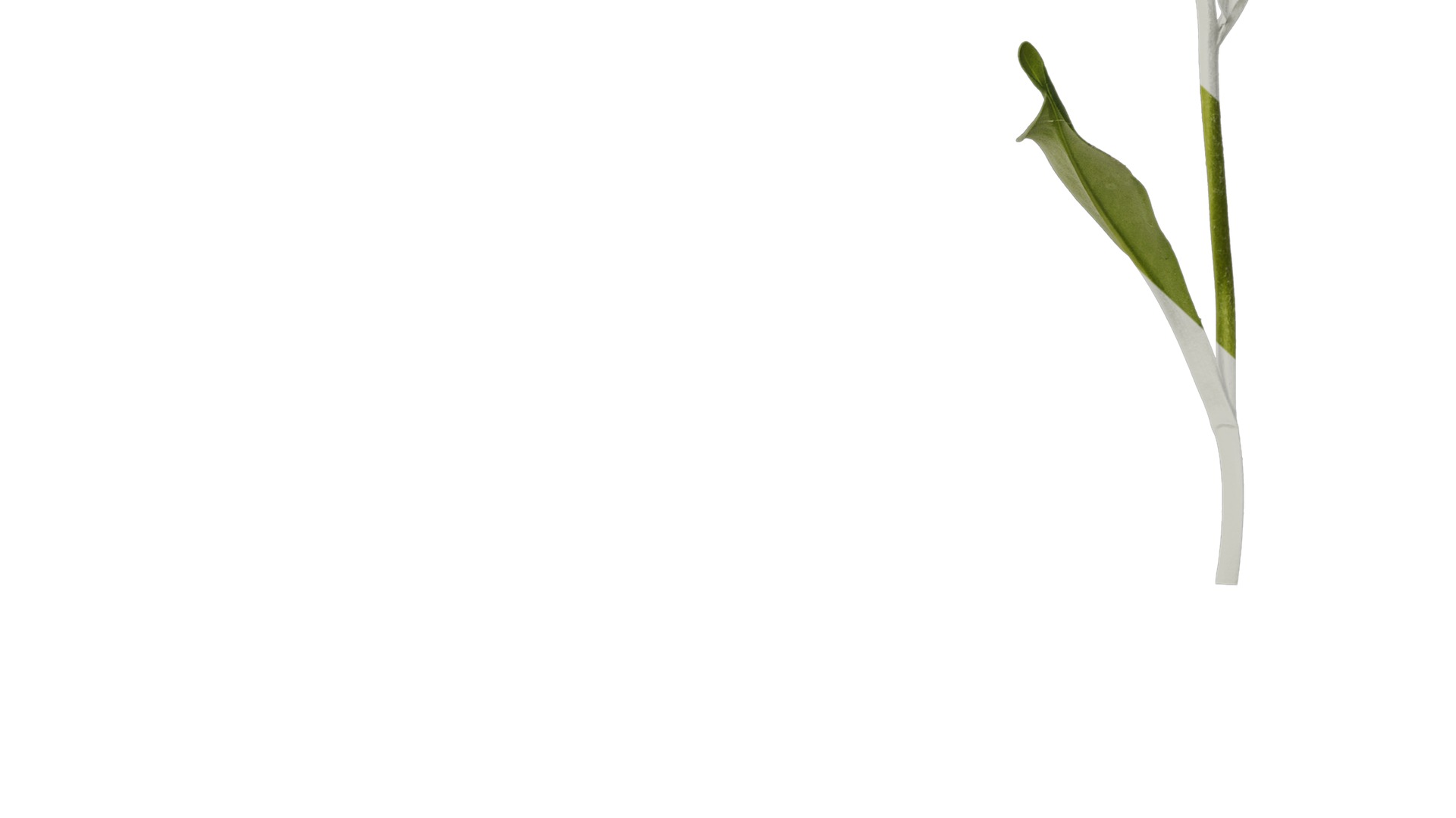 Anydrafts Centaurea cyanus blue diadem Atlas 07 Texture_6