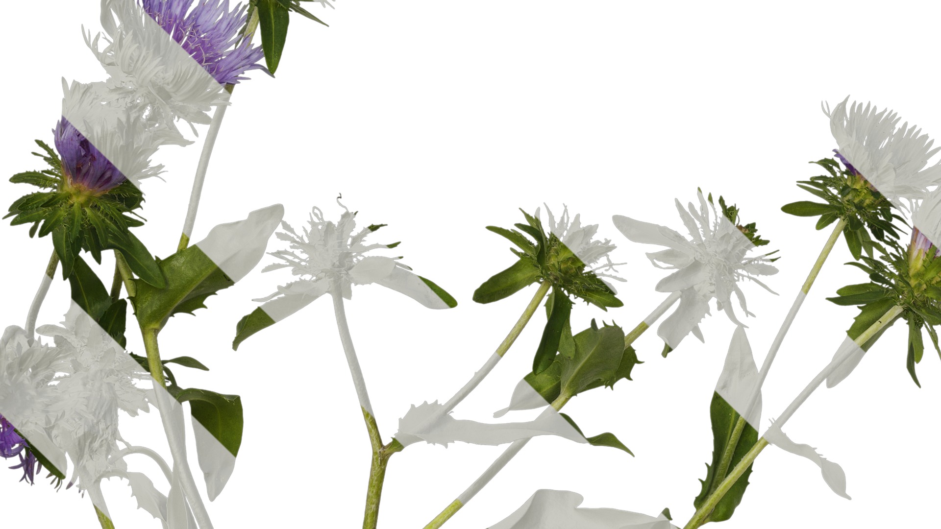 Anydrafts Centaurea cyanus blue diadem Atlas 07 Texture_3