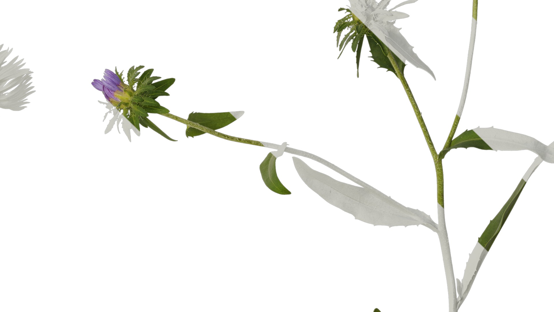 Anydrafts Centaurea cyanus blue diadem Atlas 07 Texture_4