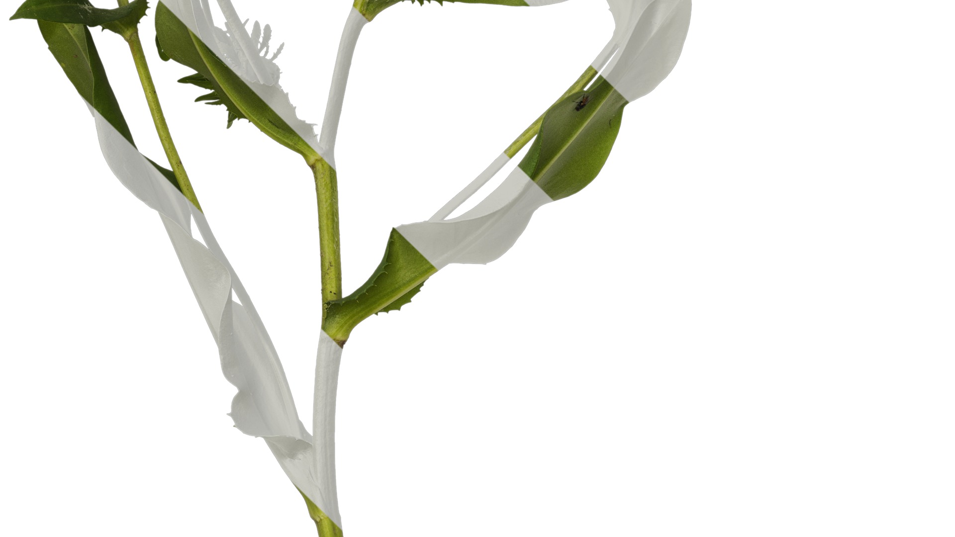 Anydrafts Centaurea cyanus blue diadem Atlas 07 Texture_5