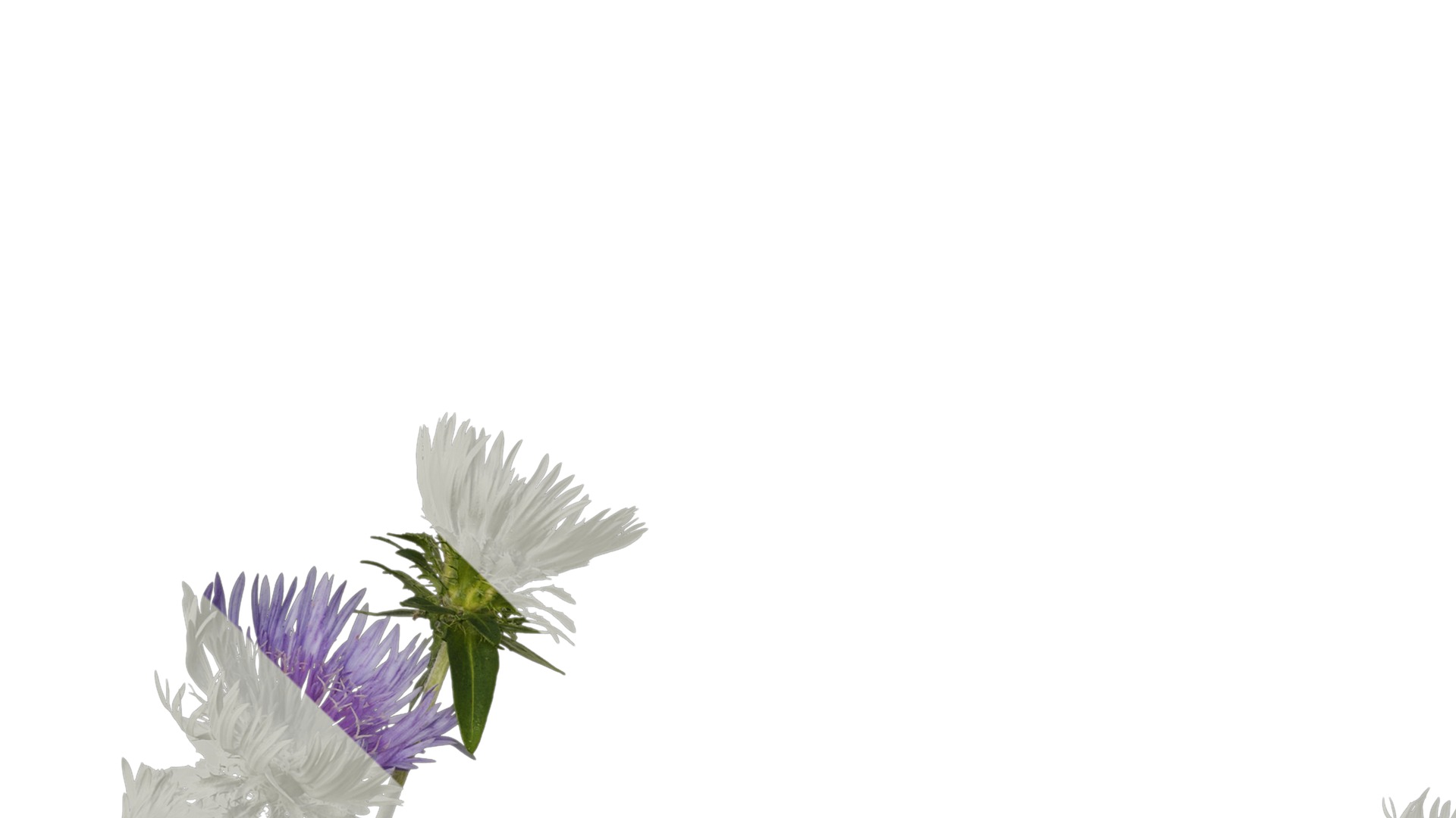 Anydrafts Centaurea cyanus blue diadem Atlas 07 Texture_1