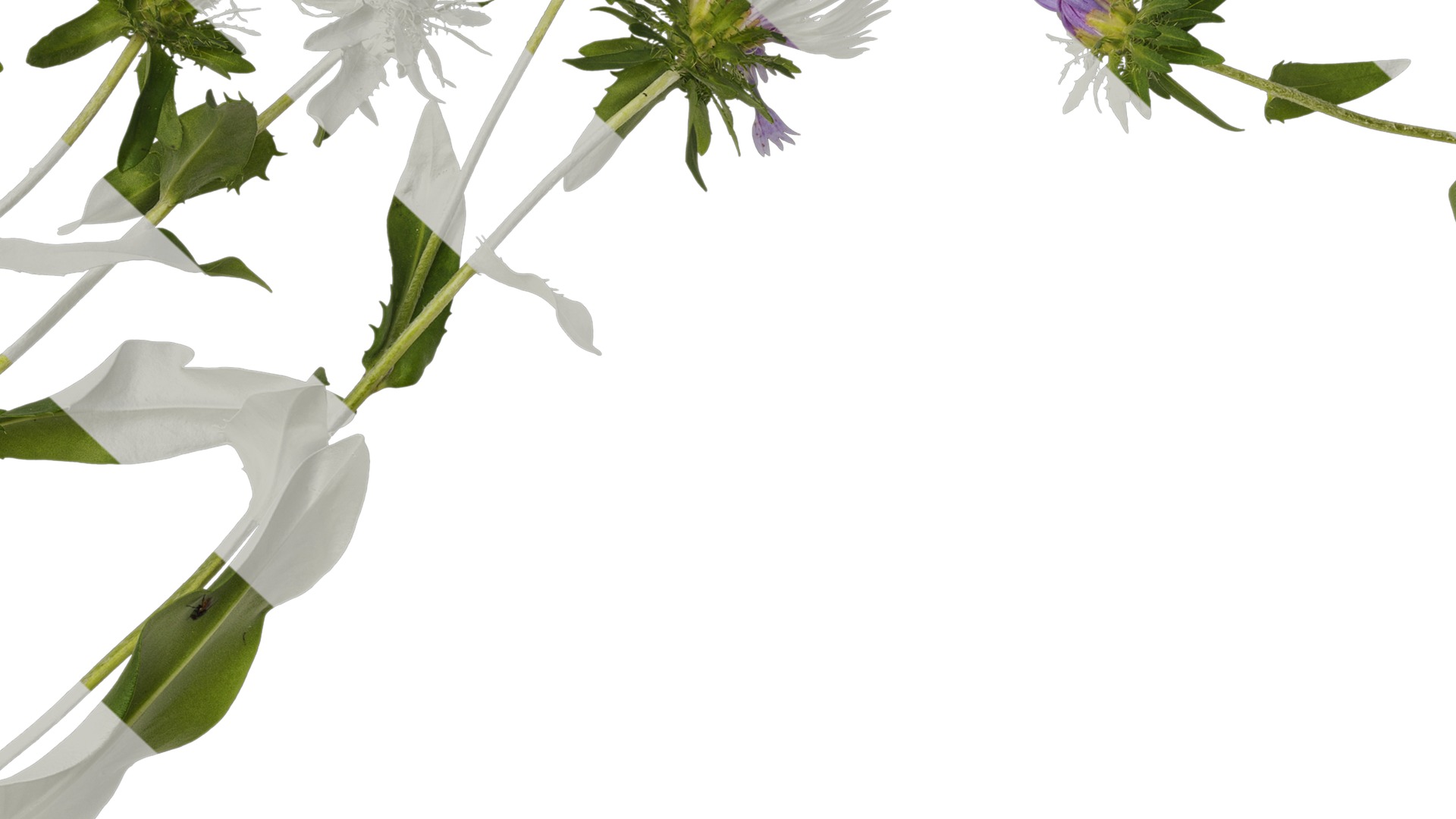 Anydrafts Centaurea cyanus blue diadem Atlas 07 Texture_7