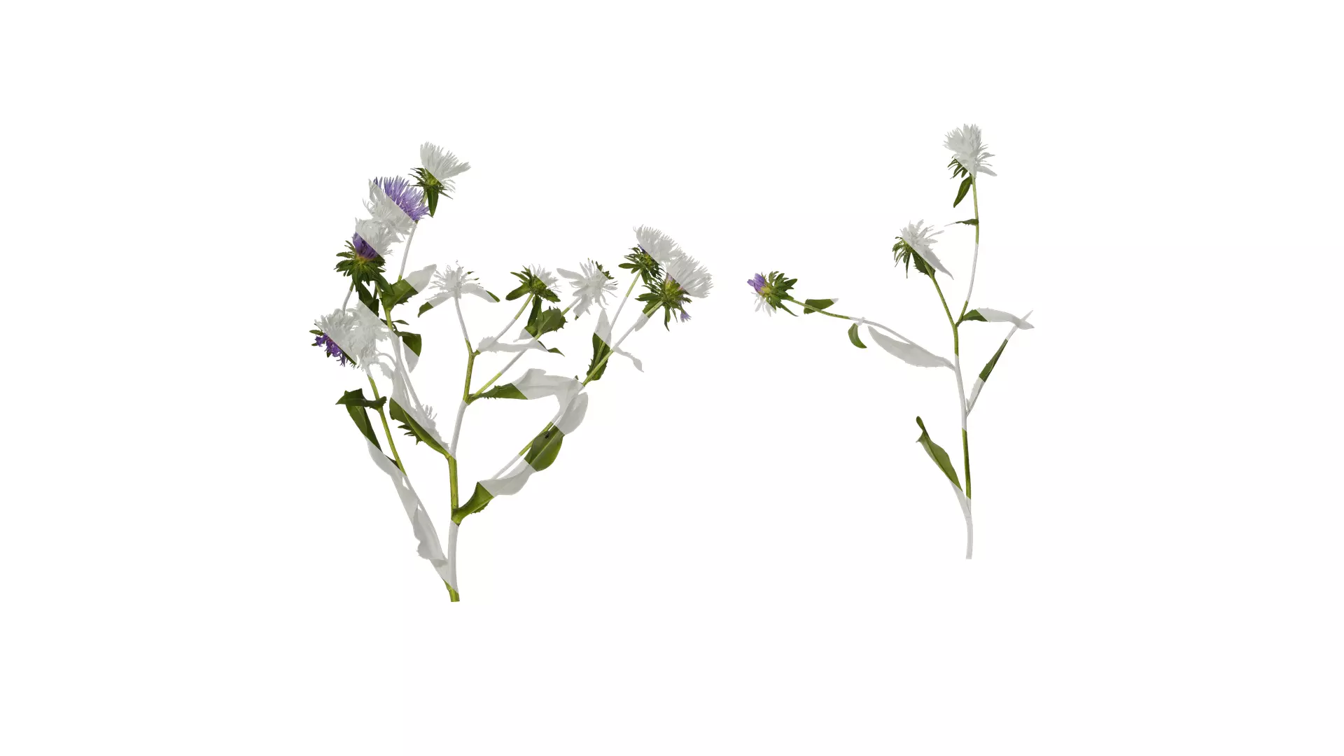 Anydrafts Centaurea cyanus blue diadem Atlas 07 Texture_0