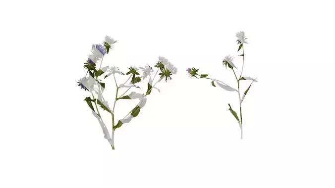 Anydrafts Centaurea cyanus blue diadem Atlas 07