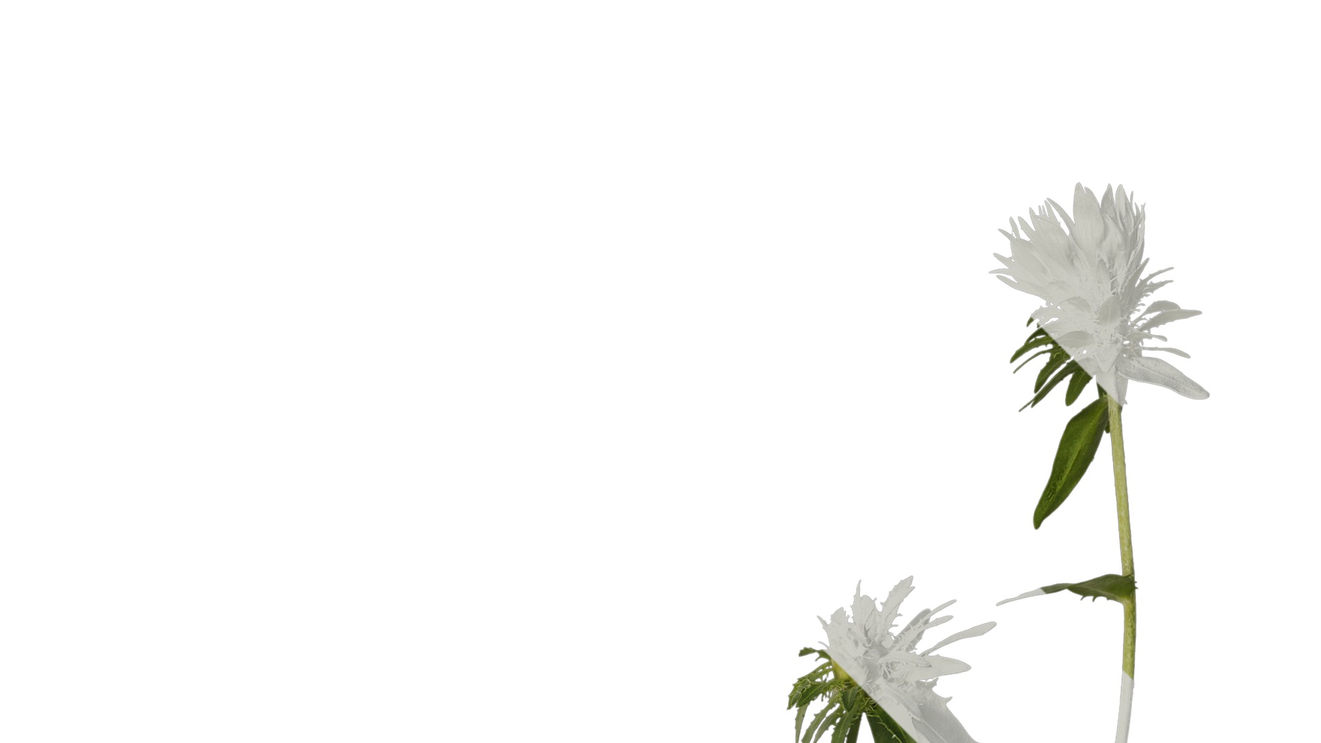 Anydrafts Centaurea cyanus blue diadem Atlas 07 Texture_2