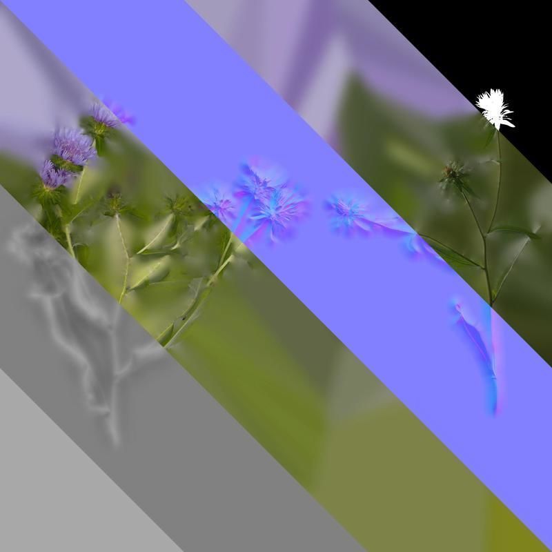 Anydrafts Centaurea cyanus blue diadem Atlas 07 Texture_8