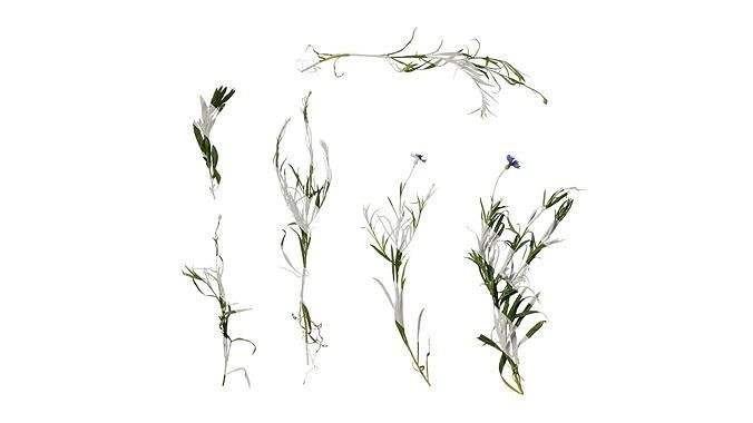 Anydrafts Centaurea cyanus blue diadem Atlas 08 Texture