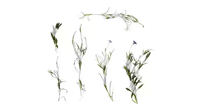 Anydrafts Centaurea cyanus blue diadem Atlas 08