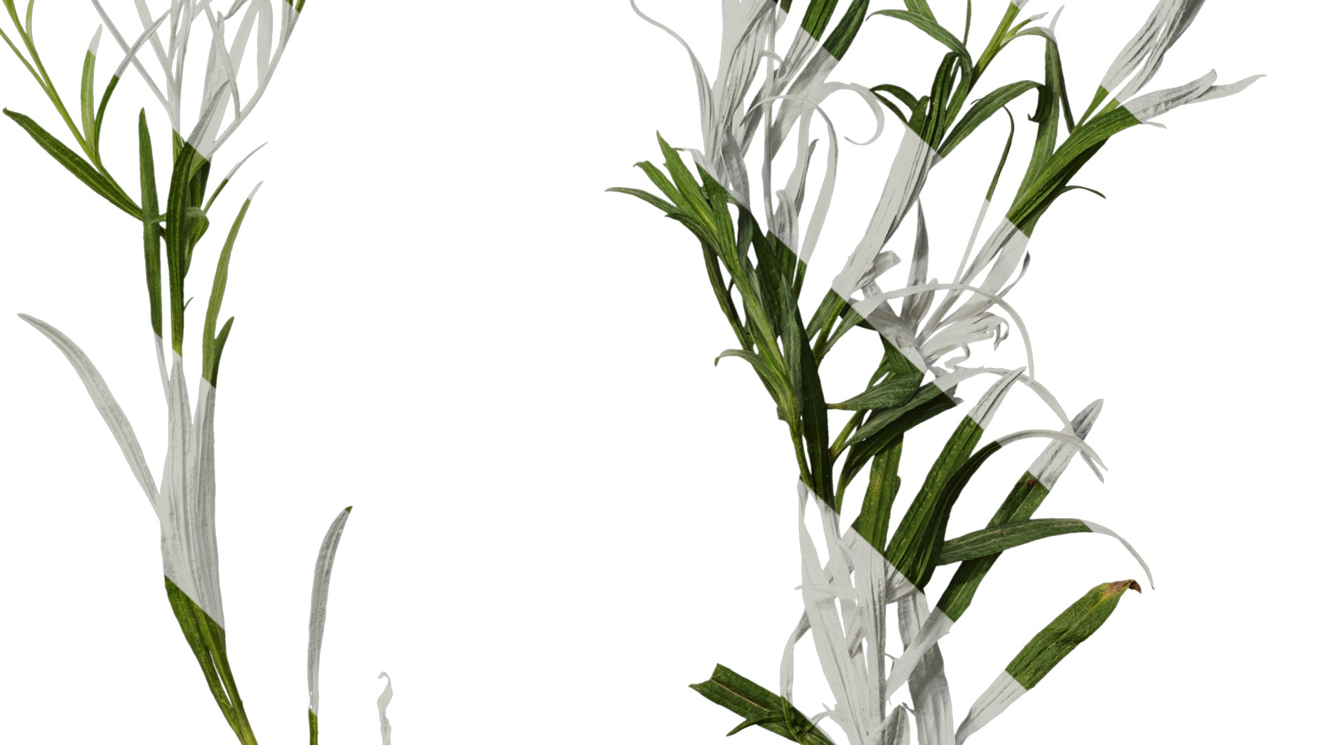 Anydrafts Centaurea cyanus blue diadem Atlas 08 Texture_6