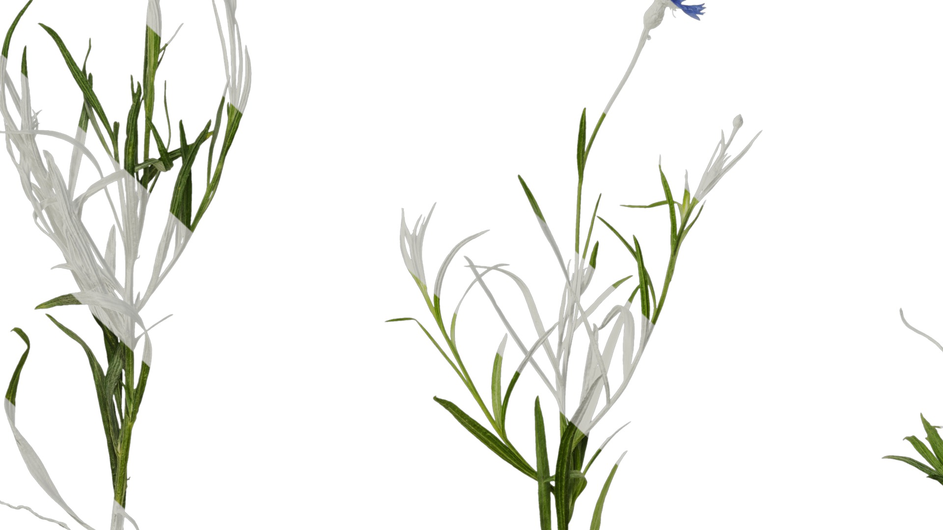 Anydrafts Centaurea cyanus blue diadem Atlas 08 Texture_7