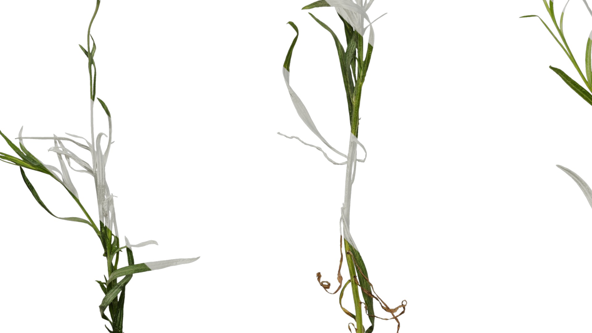 Anydrafts Centaurea cyanus blue diadem Atlas 08 Texture_5