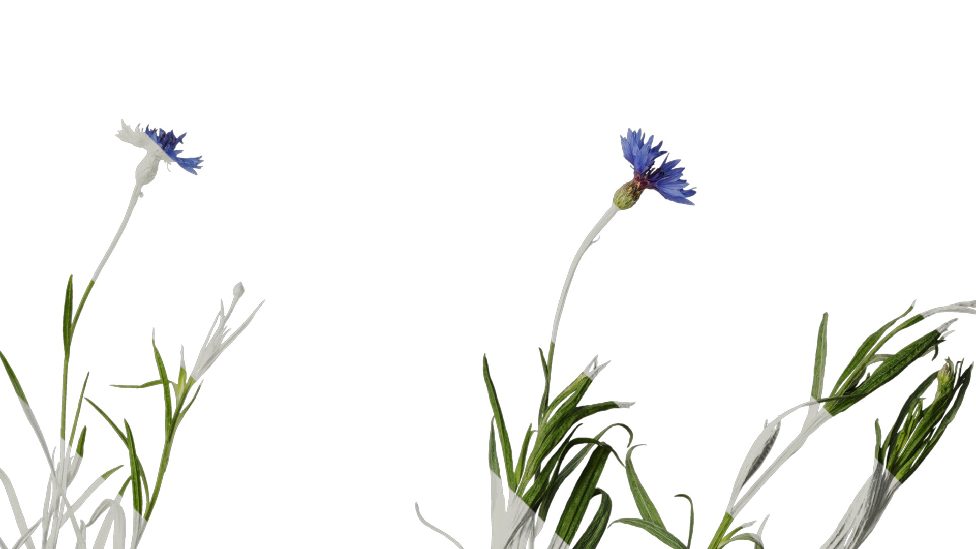 Anydrafts Centaurea cyanus blue diadem Atlas 08 Texture_4