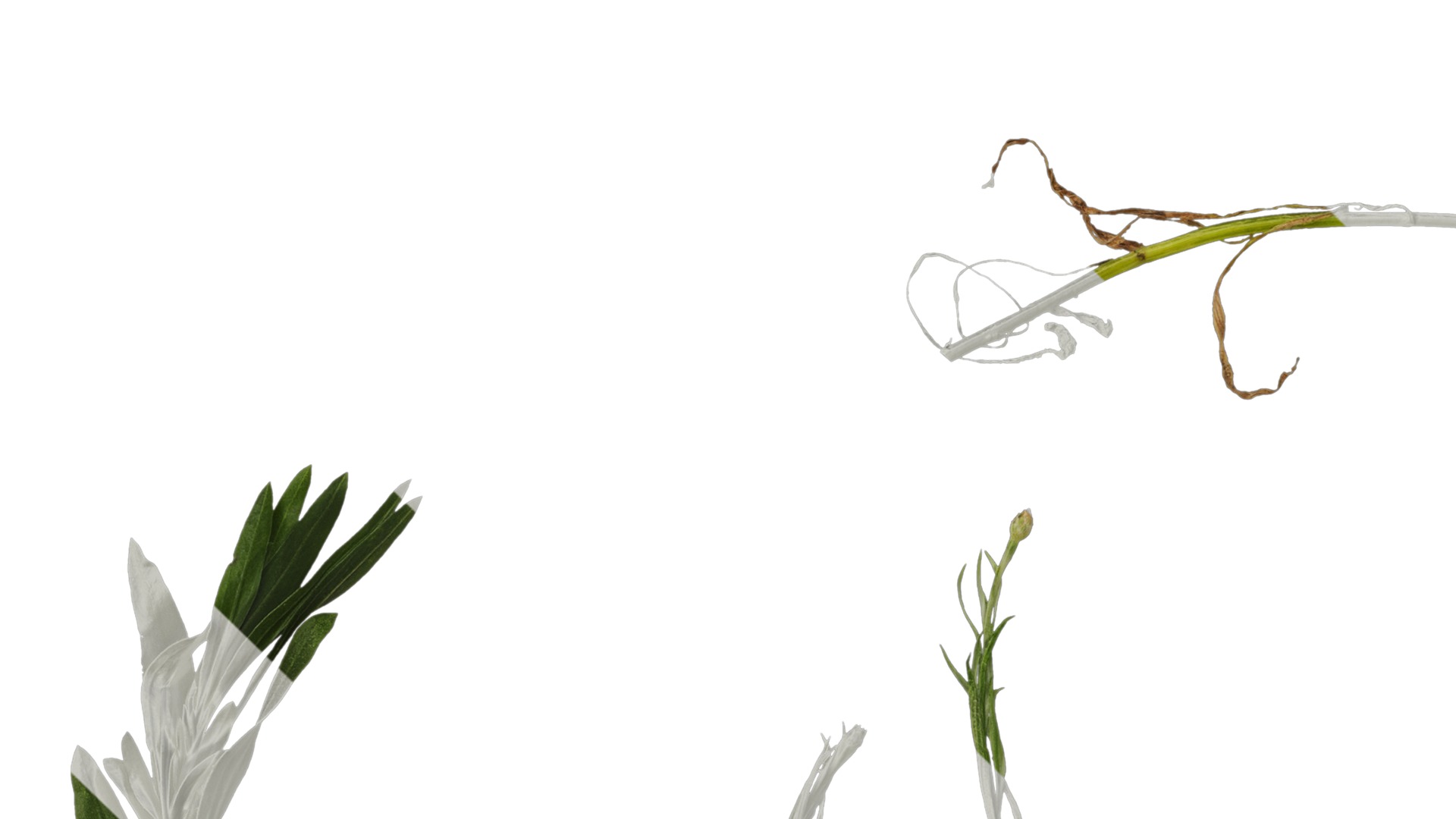 Anydrafts Centaurea cyanus blue diadem Atlas 08 Texture_1