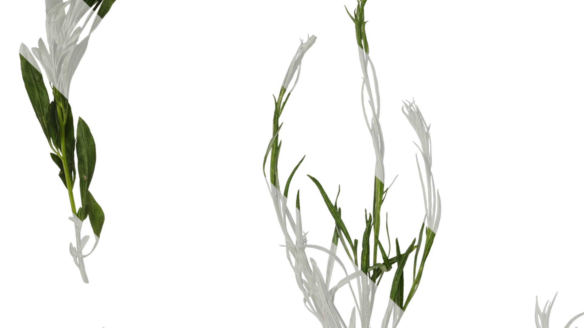 Anydrafts Centaurea cyanus blue diadem Atlas 08 Texture_3