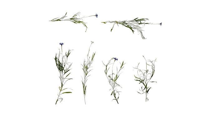 Anydrafts Centaurea cyanus blue diadem Atlas 09 Texture