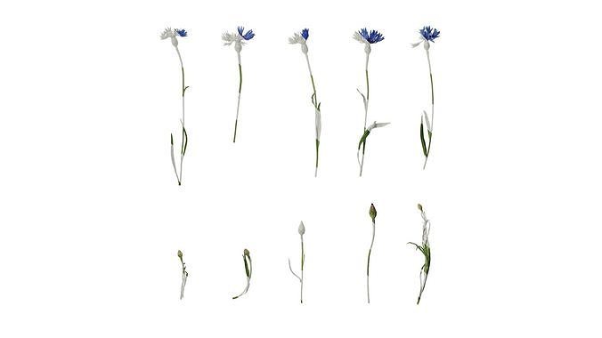 Anydrafts Centaurea cyanus blue diadem Atlas 10 Texture