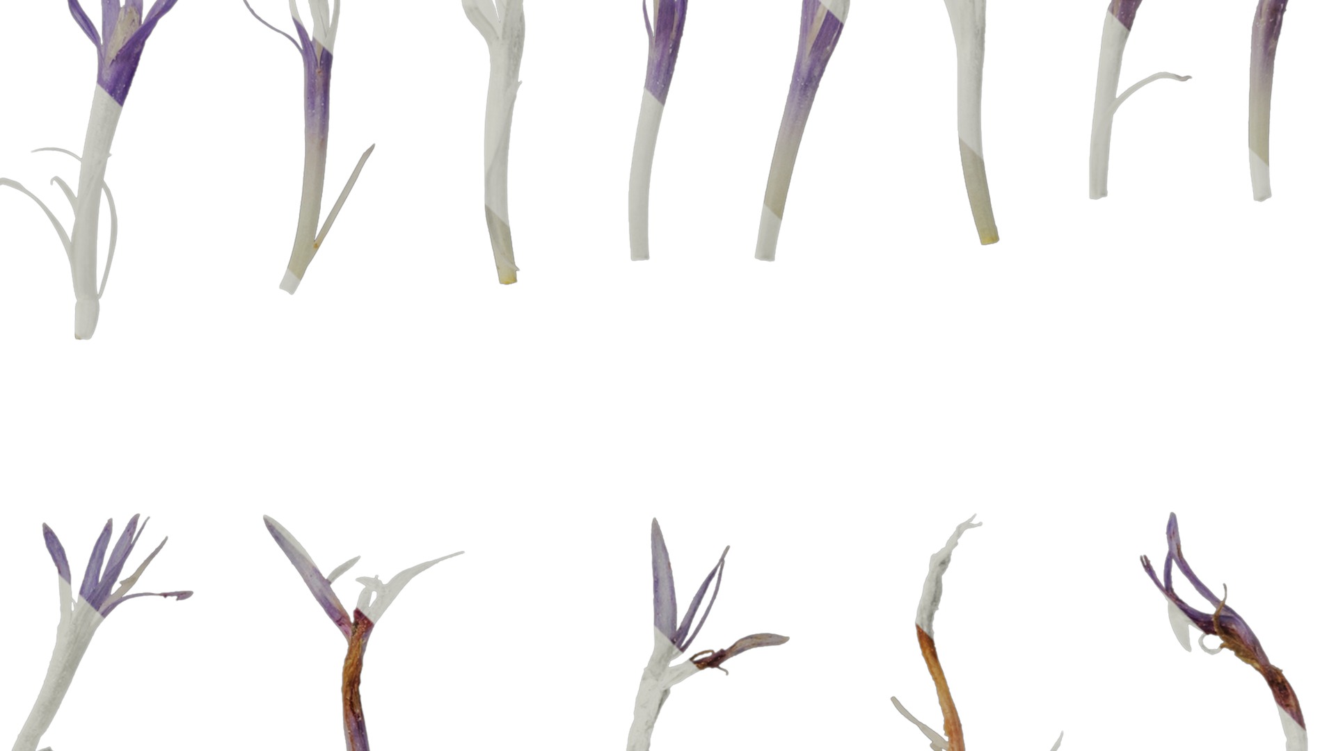 Anydrafts Centaurea cyanus blue diadem Flower 01 Texture_4