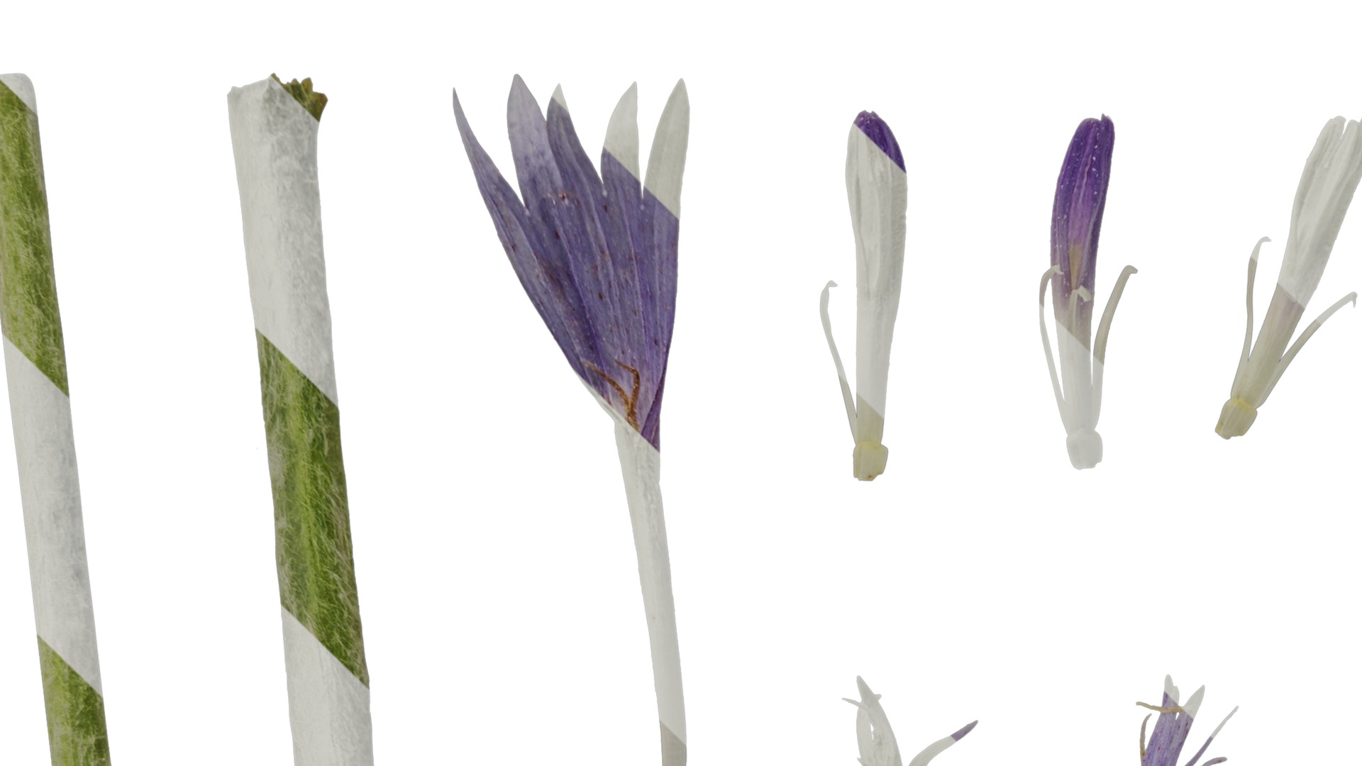 Anydrafts Centaurea cyanus blue diadem Flower 01 Texture_3