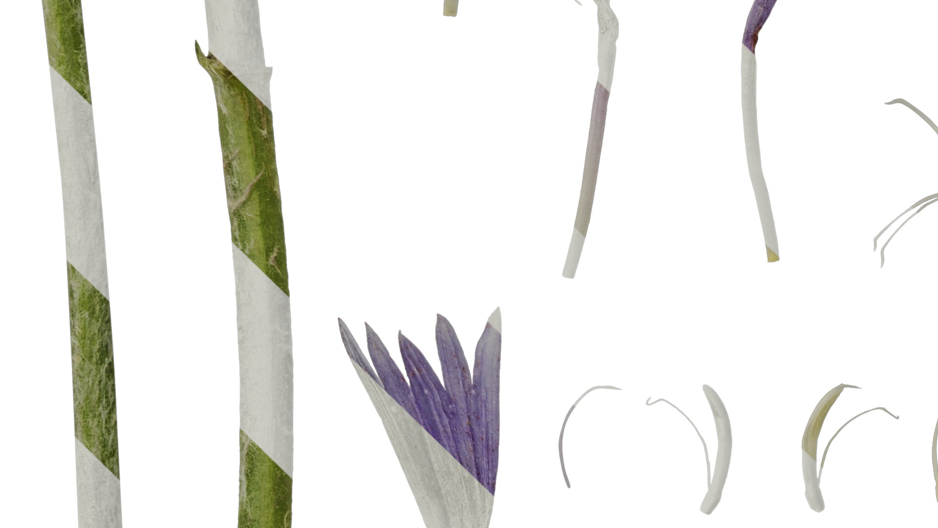 Anydrafts Centaurea cyanus blue diadem Flower 01 Texture_5